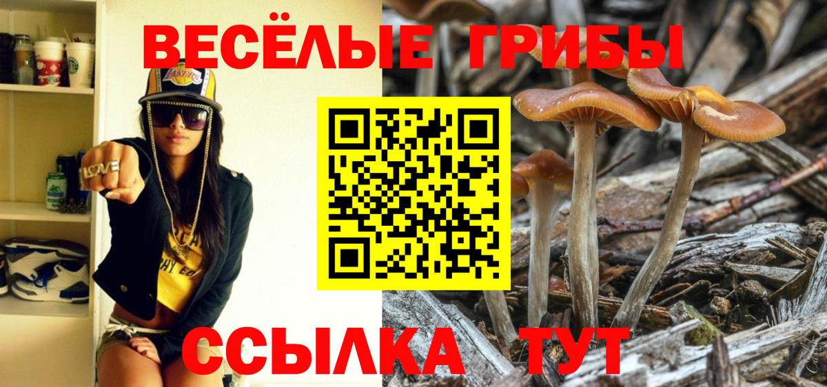 закладка  Кудымкар  Галлюциногенные грибы мицелий 